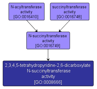 GO:0008666 - 2,3,4,5-tetrahydropyridine-2,6-dicarboxylate N-succinyltransferase activity (interactive image map)