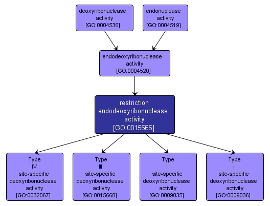 GO:0015666 - restriction endodeoxyribonuclease activity (interactive image map)