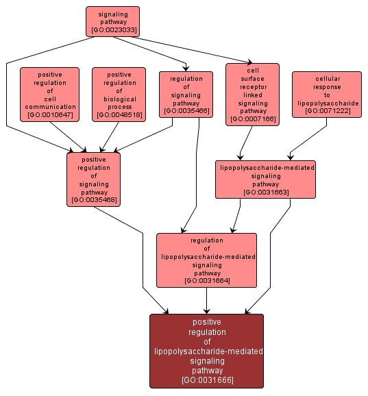 GO:0031666 - positive regulation of lipopolysaccharide-mediated signaling pathway (interactive image map)