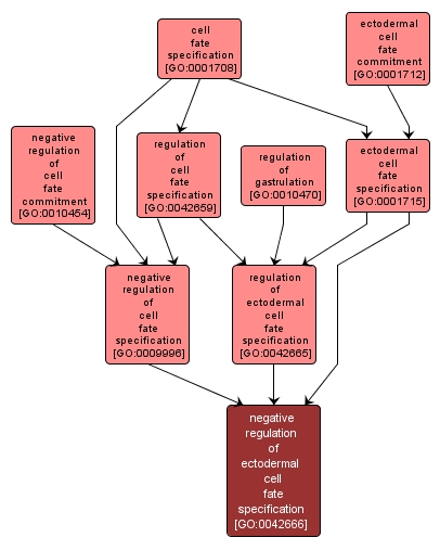 GO:0042666 - negative regulation of ectodermal cell fate specification (interactive image map)