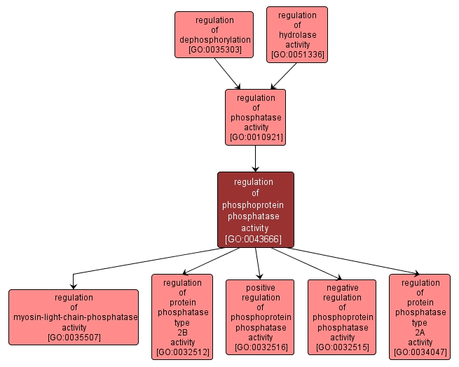 GO:0043666 - regulation of phosphoprotein phosphatase activity (interactive image map)