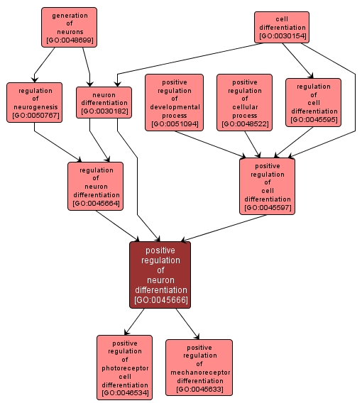 GO:0045666 - positive regulation of neuron differentiation (interactive image map)