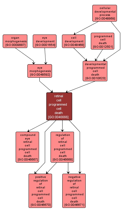 GO:0046666 - retinal cell programmed cell death (interactive image map)