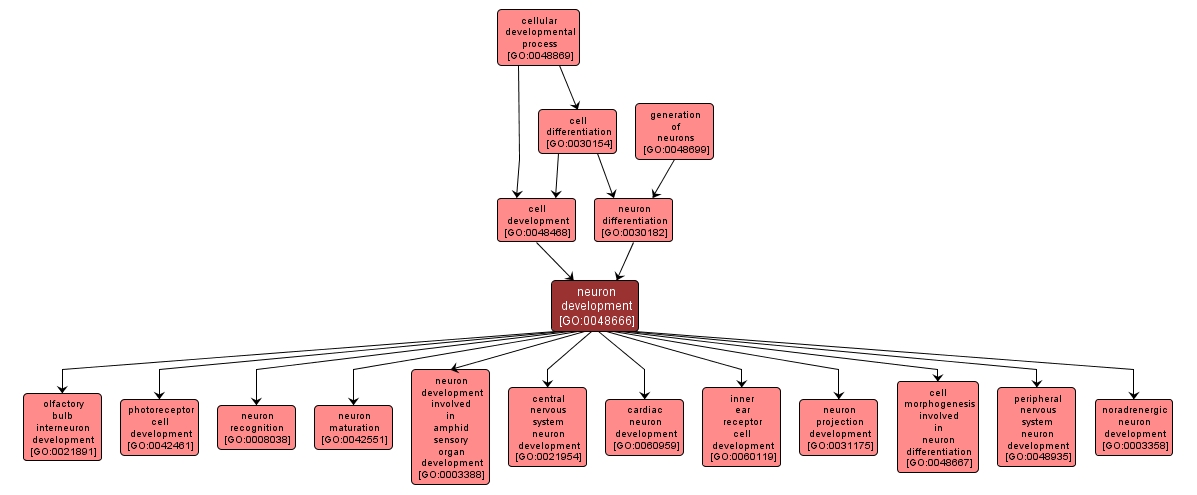 GO:0048666 - neuron development (interactive image map)