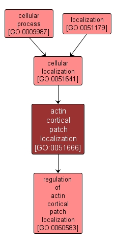 GO:0051666 - actin cortical patch localization (interactive image map)