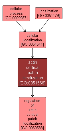 GO:0051666 - actin cortical patch localization (interactive image map)