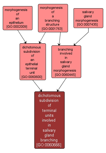 GO:0060666 - dichotomous subdivision of terminal units involved in salivary gland branching (interactive image map)