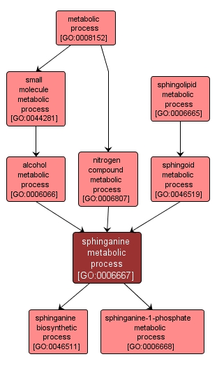 GO:0006667 - sphinganine metabolic process (interactive image map)