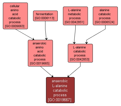 GO:0019667 - anaerobic L-alanine catabolic process (interactive image map)