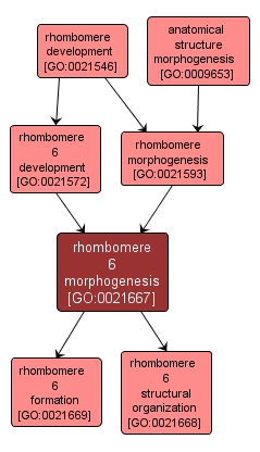 GO:0021667 - rhombomere 6 morphogenesis (interactive image map)