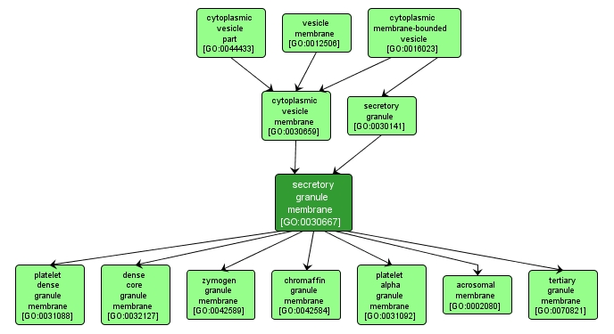 GO:0030667 - secretory granule membrane (interactive image map)