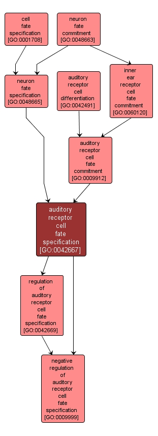 GO:0042667 - auditory receptor cell fate specification (interactive image map)