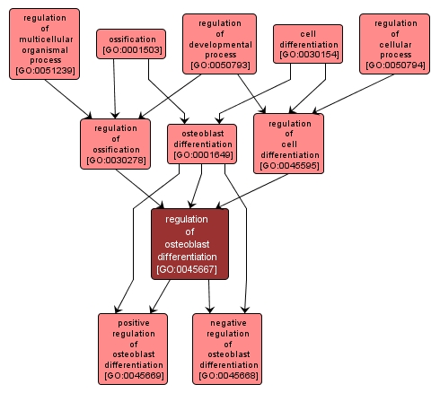 GO:0045667 - regulation of osteoblast differentiation (interactive image map)