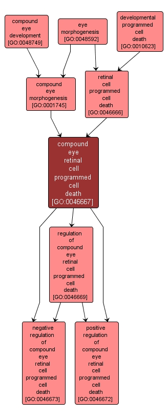 GO:0046667 - compound eye retinal cell programmed cell death (interactive image map)