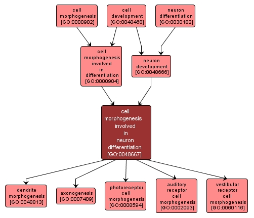 GO:0048667 - cell morphogenesis involved in neuron differentiation (interactive image map)