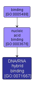 GO:0071667 - DNA/RNA hybrid binding (interactive image map)