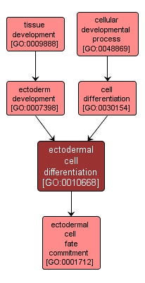 GO:0010668 - ectodermal cell differentiation (interactive image map)