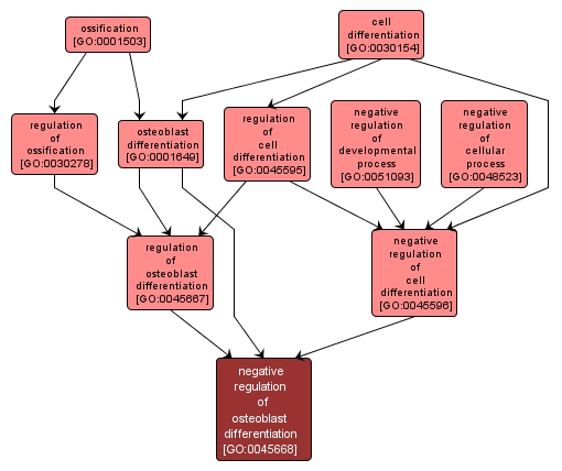 GO:0045668 - negative regulation of osteoblast differentiation (interactive image map)