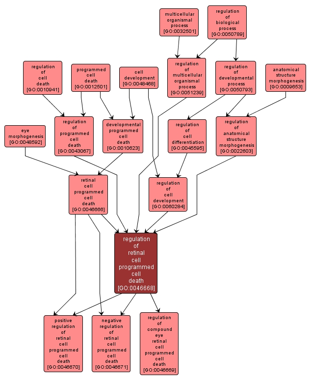 GO:0046668 - regulation of retinal cell programmed cell death (interactive image map)