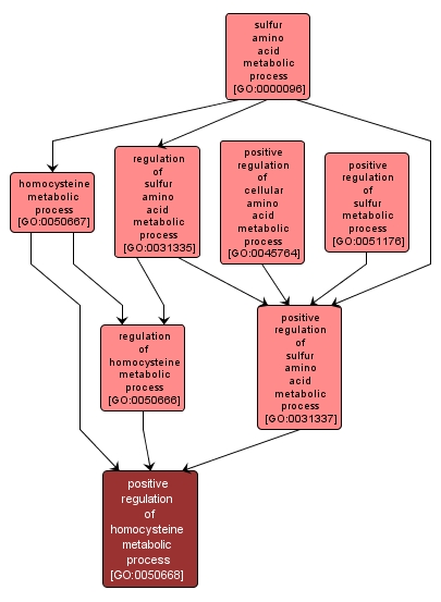 GO:0050668 - positive regulation of homocysteine metabolic process (interactive image map)