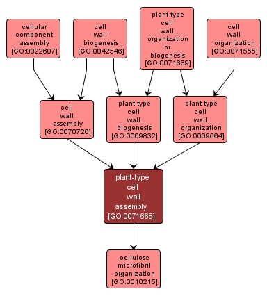 GO:0071668 - plant-type cell wall assembly (interactive image map)