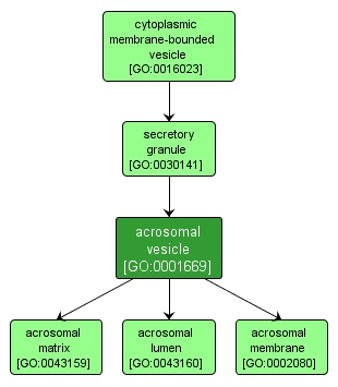 GO:0001669 - acrosomal vesicle (interactive image map)