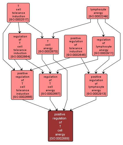 GO:0002669 - positive regulation of T cell anergy (interactive image map)