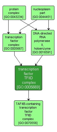 GO:0005669 - transcription factor TFIID complex (interactive image map)