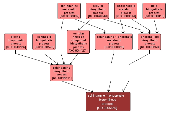GO:0006669 - sphinganine-1-phosphate biosynthetic process (interactive image map)