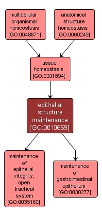 GO:0010669 - epithelial structure maintenance (interactive image map)