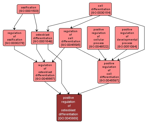 GO:0045669 - positive regulation of osteoblast differentiation (interactive image map)