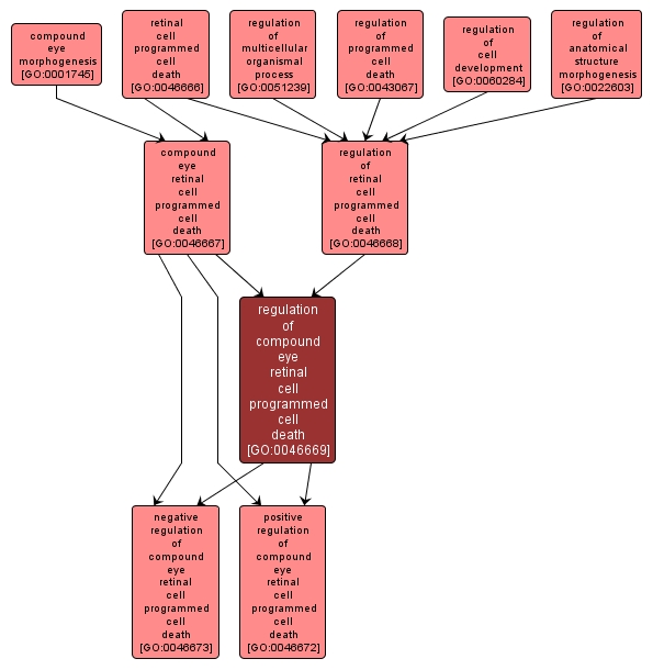 GO:0046669 - regulation of compound eye retinal cell programmed cell death (interactive image map)