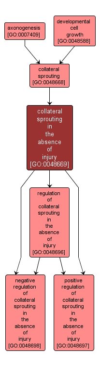 GO:0048669 - collateral sprouting in the absence of injury (interactive image map)