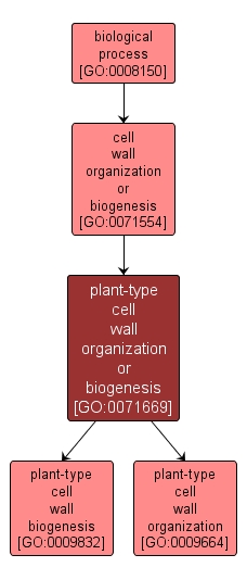 GO:0071669 - plant-type cell wall organization or biogenesis (interactive image map)