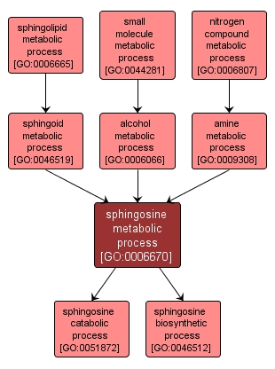 GO:0006670 - sphingosine metabolic process (interactive image map)