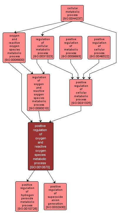 GO:0010670 - positive regulation of oxygen and reactive oxygen species metabolic process (interactive image map)