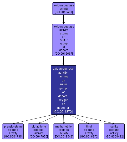 GO:0016670 - oxidoreductase activity, acting on sulfur group of donors, oxygen as acceptor (interactive image map)
