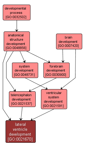 GO:0021670 - lateral ventricle development (interactive image map)