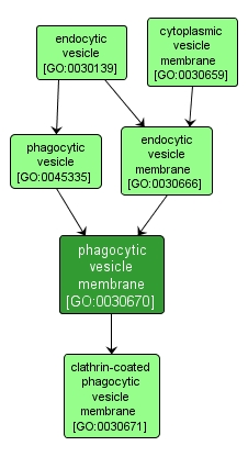 GO:0030670 - phagocytic vesicle membrane (interactive image map)