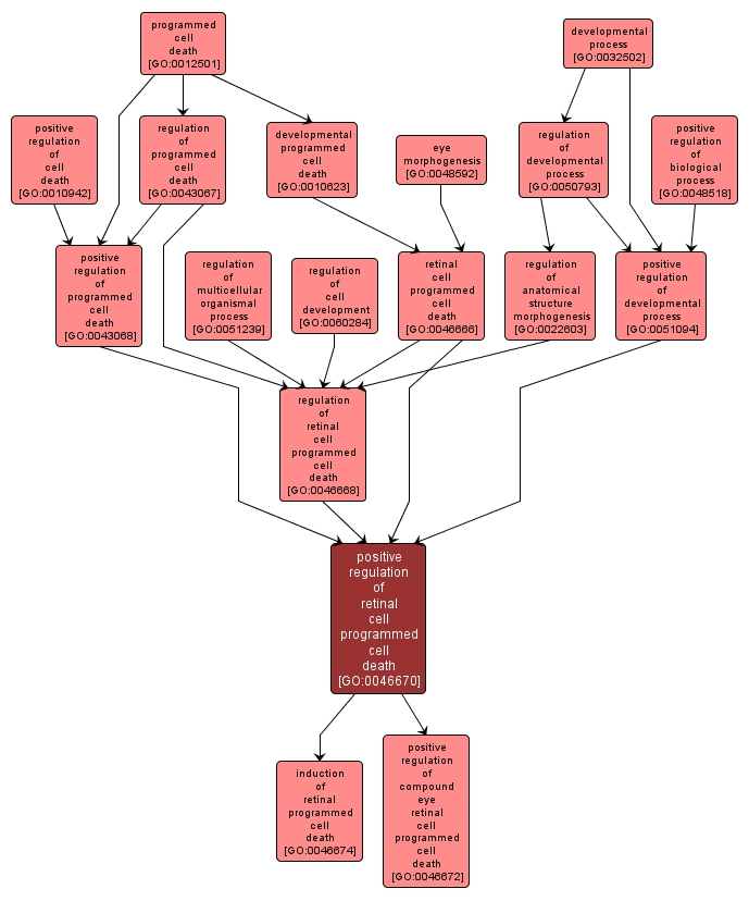 GO:0046670 - positive regulation of retinal cell programmed cell death (interactive image map)