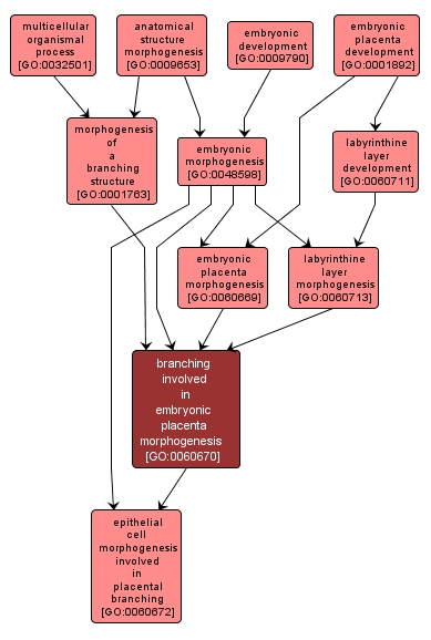 GO:0060670 - branching involved in embryonic placenta morphogenesis (interactive image map)