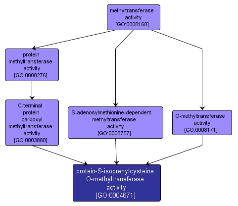 GO:0004671 - protein-S-isoprenylcysteine O-methyltransferase activity (interactive image map)