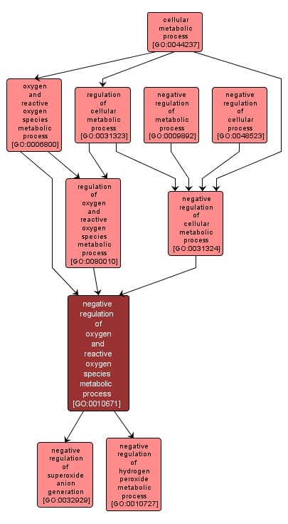 GO:0010671 - negative regulation of oxygen and reactive oxygen species metabolic process (interactive image map)