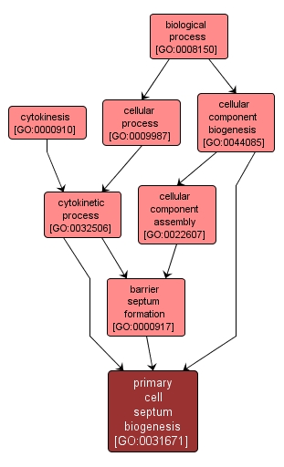 GO:0031671 - primary cell septum biogenesis (interactive image map)