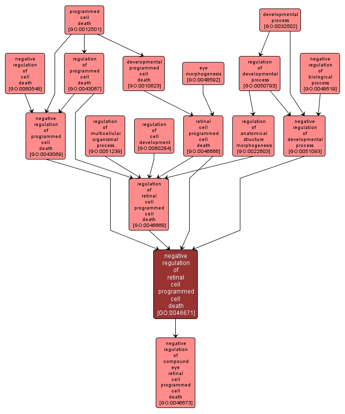 GO:0046671 - negative regulation of retinal cell programmed cell death (interactive image map)