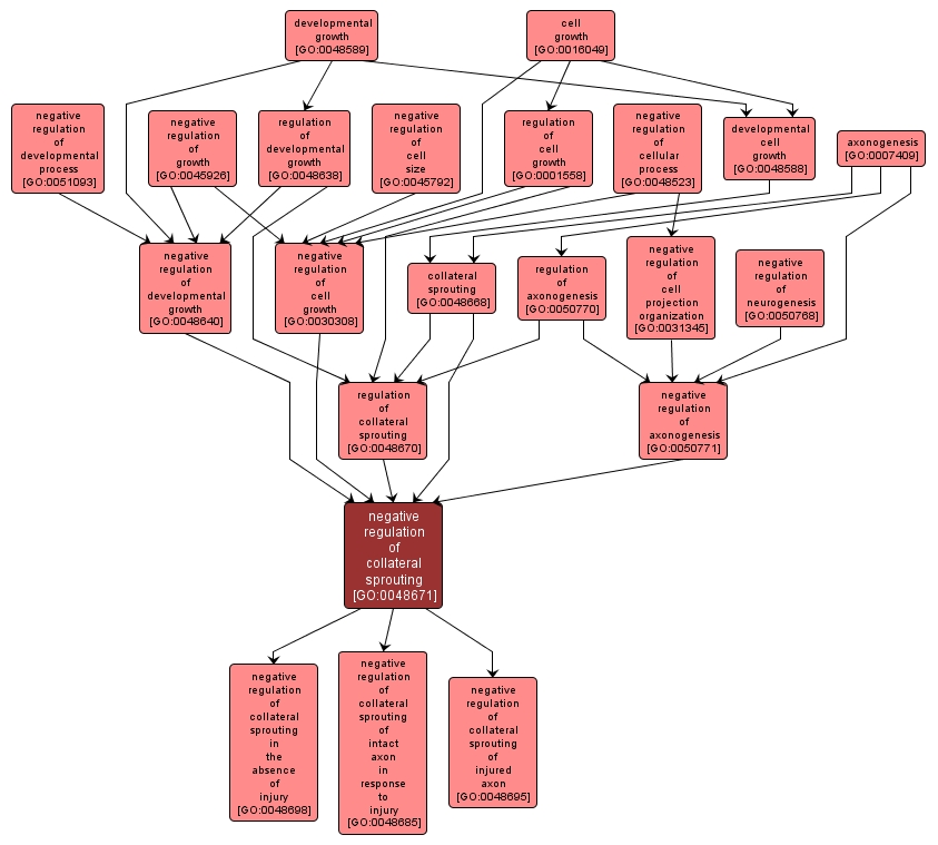 GO:0048671 - negative regulation of collateral sprouting (interactive image map)