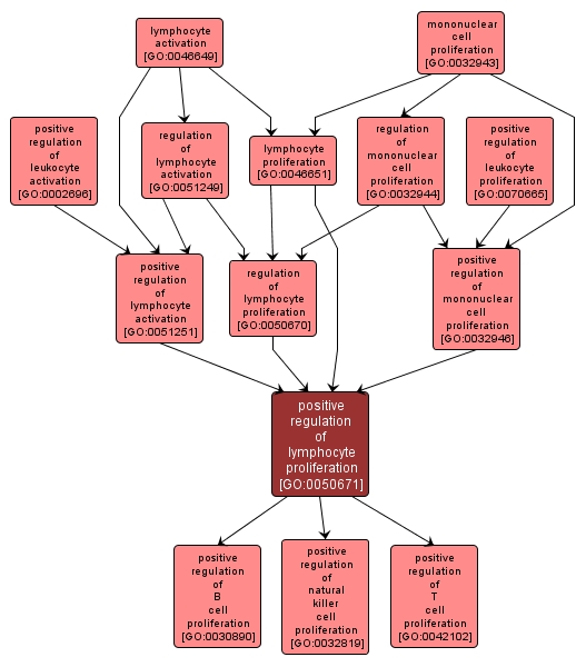 GO:0050671 - positive regulation of lymphocyte proliferation (interactive image map)