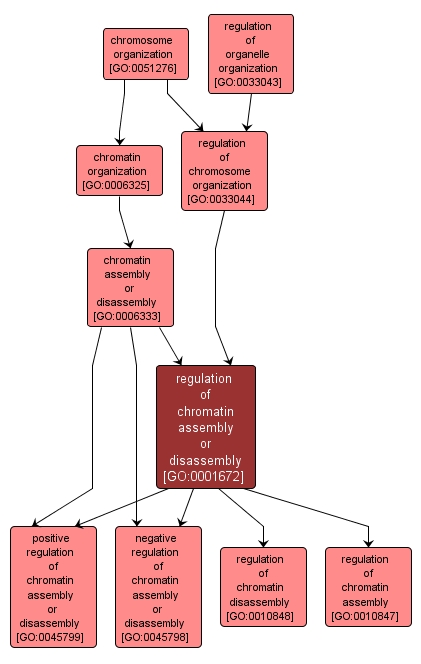 GO:0001672 - regulation of chromatin assembly or disassembly (interactive image map)