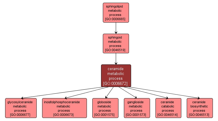 GO:0006672 - ceramide metabolic process (interactive image map)