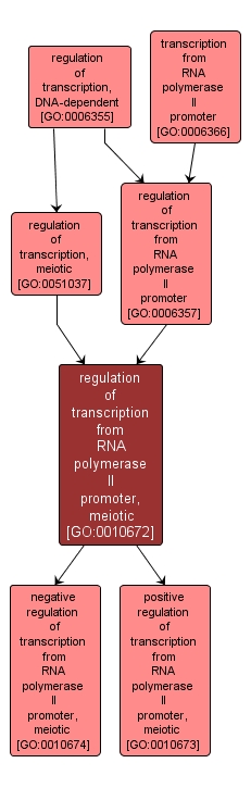 GO:0010672 - regulation of transcription from RNA polymerase II promoter, meiotic (interactive image map)